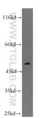 Atypical Chemokine Receptor 3 antibody, 51024-1-AP, Proteintech Group, Western Blot image 