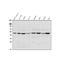 Tumor Susceptibility 101 antibody, A01233-2, Boster Biological Technology, Western Blot image 