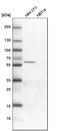 GAT-1 antibody, HPA013341, Atlas Antibodies, Western Blot image 
