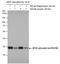 Ribosomal Protein S6 antibody, PA5-78155, Invitrogen Antibodies, Western Blot image 
