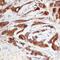 AKT1 Substrate 1 antibody, AF6408, R&D Systems, Immunohistochemistry frozen image 