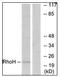 Ras Homolog Family Member H antibody, AP31335PU-N, Origene, Western Blot image 