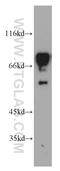 SURP And G-Patch Domain Containing 1 antibody, 15614-1-AP, Proteintech Group, Western Blot image 