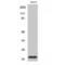 Ras Homolog Family Member A antibody, LS-C385857, Lifespan Biosciences, Western Blot image 