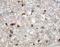 Resistin antibody, AF1069, R&D Systems, Western Blot image 