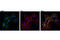 Myosin Heavy Chain 10 antibody, 8824T, Cell Signaling Technology, Immunocytochemistry image 