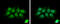 PYD And CARD Domain Containing antibody, GTX102474, GeneTex, Immunofluorescence image 