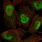 Sperm Associated Antigen 7 antibody, HPA052394, Atlas Antibodies, Immunofluorescence image 