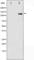 Histone Deacetylase 6 antibody, abx010926, Abbexa, Western Blot image 