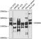Lysine Demethylase 6A antibody, 23-439, ProSci, Western Blot image 