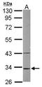 Mitochondrial Ribosomal Protein L1 antibody, GTX116780, GeneTex, Western Blot image 