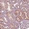 HIRA Interacting Protein 3 antibody, HPA063205, Atlas Antibodies, Immunohistochemistry frozen image 