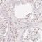 H2B Histone Family Member W, Testis Specific antibody, NBP2-30738, Novus Biologicals, Immunohistochemistry frozen image 