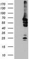 N-Myristoyltransferase 2 antibody, TA504176, Origene, Western Blot image 