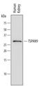 Tetraspanin 9 antibody, MAB6565, R&D Systems, Western Blot image 