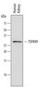 Tetraspanin 9 antibody, MAB6565, R&D Systems, Western Blot image 