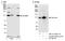 Gem Nuclear Organelle Associated Protein 4 antibody, NB110-40591, Novus Biologicals, Western Blot image 