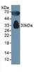 Apolipoprotein D antibody, LS-C292905, Lifespan Biosciences, Western Blot image 