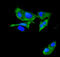 ATPase Phospholipid Transporting 11C antibody, A06516-1, Boster Biological Technology, Immunofluorescence image 