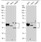 Keratin 10 antibody, PA5-78036, Invitrogen Antibodies, Western Blot image 
