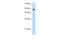 REST Corepressor 1 antibody, 29-022, ProSci, Western Blot image 