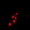 TEA Domain Transcription Factor 1 antibody, orb214649, Biorbyt, Immunocytochemistry image 