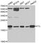 Ferritin Light Chain antibody, abx001467, Abbexa, Western Blot image 