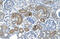 DCTP Pyrophosphatase 1 antibody, 30-190, ProSci, Enzyme Linked Immunosorbent Assay image 