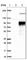 Interleukin 21 Receptor antibody, HPA042296, Atlas Antibodies, Western Blot image 