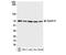 Cyclin K antibody, NBP1-06519, Novus Biologicals, Western Blot image 