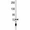 Interleukin 17 Receptor A antibody, F46739-0.4ML, NSJ Bioreagents, Western Blot image 