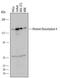 Histone Deacetylase 4 antibody, AF6205, R&D Systems, Western Blot image 