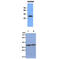 Protein MEMO1 antibody, MBS200232, MyBioSource, Western Blot image 