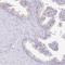 Calcyphosine Like antibody, HPA058495, Atlas Antibodies, Immunohistochemistry frozen image 