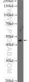 Ribitol Xylosyltransferase 1 antibody, 17095-1-AP, Proteintech Group, Western Blot image 