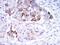 Secretoglobin Family 2A Member 2 antibody, MA5-15716, Invitrogen Antibodies, Immunohistochemistry frozen image 