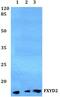 FXYD Domain Containing Ion Transport Regulator 2 antibody, GTX49356, GeneTex, Western Blot image 