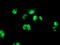 PBX Homeobox 1 antibody, TA503065, Origene, Immunofluorescence image 