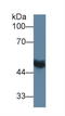 Matrix Metallopeptidase 13 antibody, LS-C295313, Lifespan Biosciences, Western Blot image 