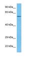 Serine Protease 16 antibody, orb324990, Biorbyt, Western Blot image 