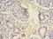 BN antibody, LS-C370675, Lifespan Biosciences, Immunohistochemistry frozen image 