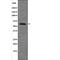 Telomeric Repeat Binding Factor 2 antibody, PA5-64625, Invitrogen Antibodies, Western Blot image 