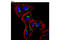 RAB6A, Member RAS Oncogene Family antibody, 9625S, Cell Signaling Technology, Immunofluorescence image 