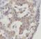Endoplasmic Reticulum Oxidoreductase 1 Alpha antibody, FNab02852, FineTest, Immunohistochemistry frozen image 