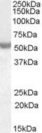 RNA-binding protein Nova-1 antibody, TA302553, Origene, Western Blot image 