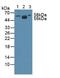 Anthrax toxin receptor 2 antibody, abx130902, Abbexa, Western Blot image 