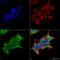 Gamma-Aminobutyric Acid Type A Receptor Alpha4 Subunit antibody, LS-C774130, Lifespan Biosciences, Immunocytochemistry image 