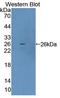 Aristaless Related Homeobox antibody, LS-C374425, Lifespan Biosciences, Western Blot image 