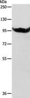Alanyl-TRNA Synthetase 2, Mitochondrial antibody, PA5-50195, Invitrogen Antibodies, Western Blot image 