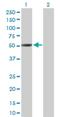 Neuronal Differentiation 2 antibody, H00004761-D01P, Novus Biologicals, Western Blot image 